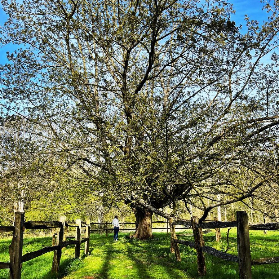 Loison-sur-Créquoise Domaine De Fresnoy B&B 외부 사진